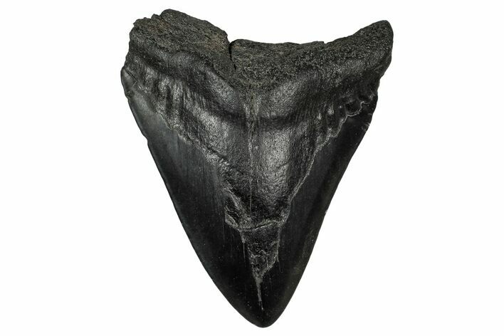 Fossil Megalodon Tooth - South Carolina #340297